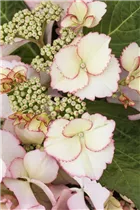 Hydrangea macrophylla 'Love You Kiss'® - Tellerhortensie Hovaria 'Love You Kiss'®