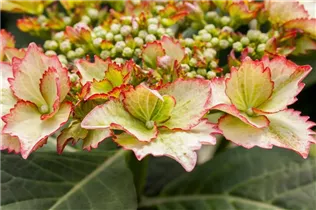 Hydrangea macrophylla 'Love You Kiss'® - Tellerhortensie Hovaria 'Love You Kiss'®