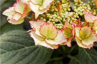 Hydrangea macrophylla 'Love You Kiss'® - Tellerhortensie Hovaria 'Love You Kiss'®