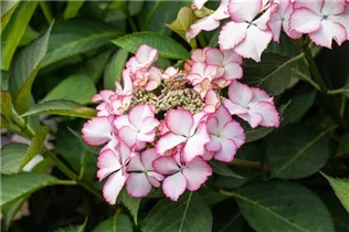 Hydrangea macrophylla 'Love You Kiss'® - Tellerhortensie Hovaria 'Love You Kiss'®