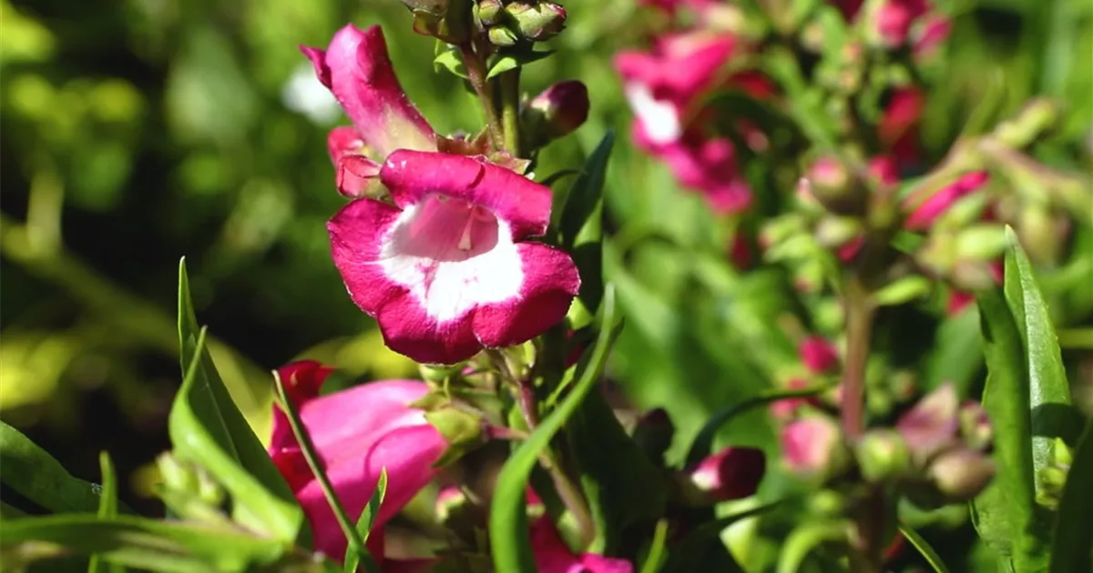  - Bartfaden - Einpflanzen im Garten