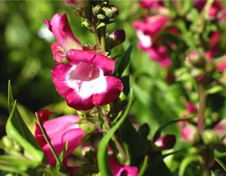 Bartfaden - Einpflanzen im Garten