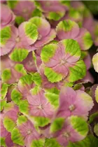 Hydrangea macrophylla 'Magical Amethyst'® - Gartenhortensie 'Magical Amethyst'®