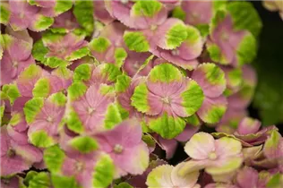 Hydrangea macrophylla 'Magical Amethyst'® - Gartenhortensie 'Magical Amethyst'®