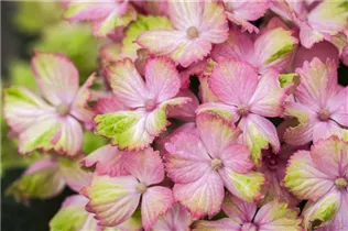 Hydrangea macrophylla 'Magical Amethyst'® - Gartenhortensie 'Magical Amethyst'®