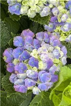 Hydrangea macrophylla 'Magical Amethyst'® - Gartenhortensie 'Magical Amethyst'®