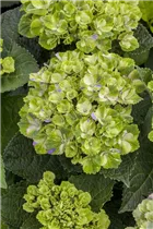 Hydrangea macrophylla 'Magical Amethyst'® - Gartenhortensie 'Magical Amethyst'®