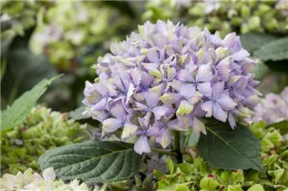 Hydrangea macrophylla 'Magical Amethyst'® - Gartenhortensie 'Magical Amethyst'®