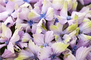 Hydrangea macrophylla 'Magical Amethyst'® - Gartenhortensie 'Magical Amethyst'®
