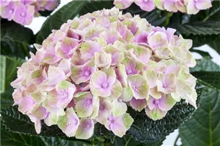 Hydrangea macrophylla 'Magical Amethyst'® - Gartenhortensie 'Magical Amethyst'®