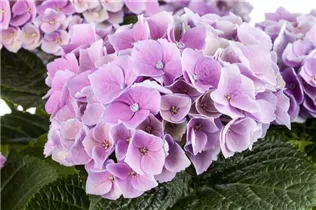 Hydrangea macrophylla 'Magical Amethyst'® - Gartenhortensie 'Magical Amethyst'®