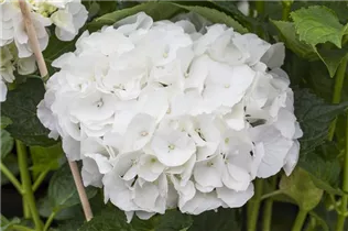 Hydrangea macrophylla 'Magical Bride'® - Gartenhortensie 'Magical Bride'® Hydrangea macrophylla 'Magical Bride'® - Gartenhortensie 'Magical Bride'®