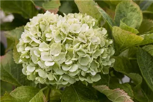 Hydrangea macrophylla 'Magical Bride'® - Gartenhortensie 'Magical Bride'® Hydrangea macrophylla 'Magical Bride'® - Gartenhortensie 'Magical Bride'®