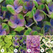 Hydrangea macrophylla 'Magical Coral'® - Gartenhortensie 'Magical Coral'® Hydrangea macrophylla 'Magical Coral'® - Gartenhortensie 'Magical Coral'®