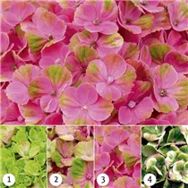 Hydrangea macrophylla 'Magical Coral'® - Gartenhortensie 'Magical Coral'® Hydrangea macrophylla 'Magical Coral'® - Gartenhortensie 'Magical Coral'®