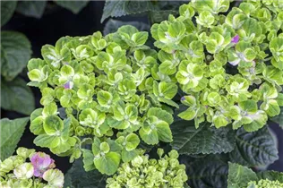 Hydrangea macrophylla 'Magical Coral'® - Gartenhortensie 'Magical Coral'® Hydrangea macrophylla 'Magical Coral'® - Gartenhortensie 'Magical Coral'®