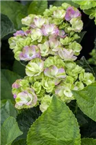 Hydrangea macrophylla 'Magical Coral'® - Gartenhortensie 'Magical Coral'® Hydrangea macrophylla 'Magical Coral'® - Gartenhortensie 'Magical Coral'®