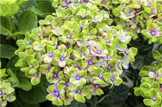 Hydrangea macrophylla 'Magical Coral'® - Gartenhortensie 'Magical Coral'® Hydrangea macrophylla 'Magical Coral'® - Gartenhortensie 'Magical Coral'®