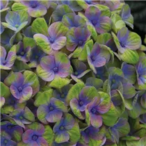 Hydrangea macrophylla 'Magical Coral'® - Gartenhortensie 'Magical Coral'® Hydrangea macrophylla 'Magical Coral'® - Gartenhortensie 'Magical Coral'®