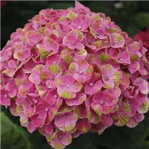 Hydrangea macrophylla 'Magical Coral'® - Gartenhortensie 'Magical Coral'® Hydrangea macrophylla 'Magical Coral'® - Gartenhortensie 'Magical Coral'®
