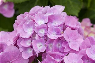 Hydrangea macrophylla 'Magical Diamond'® - Gartenhortensie 'Magical Diamond'®