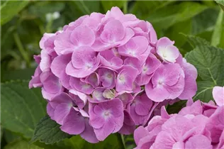 Hydrangea macrophylla 'Magical Diamond'® - Gartenhortensie 'Magical Diamond'®