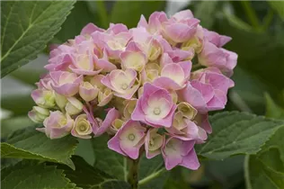 Hydrangea macrophylla 'Magical Diamond'® - Gartenhortensie 'Magical Diamond'®