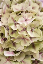 Hydrangea macrophylla 'Magical Diamond'® - Gartenhortensie 'Magical Diamond'®