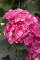 Hydrangea macrophylla 'Magical Garnet'® - Gartenhortensie 'Magical Garnet'®