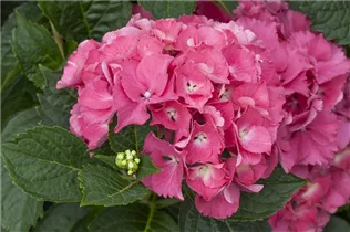 Hydrangea macrophylla 'Magical Garnet'® - Gartenhortensie 'Magical Garnet'®