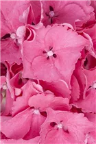 Hydrangea macrophylla 'Magical Garnet'® - Gartenhortensie 'Magical Garnet'®