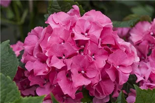 Hydrangea macrophylla 'Magical Garnet'® - Gartenhortensie 'Magical Garnet'®