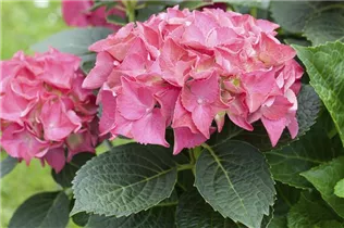 Hydrangea 'Everbloom' - Bauernhortensie 'Everbloom'