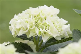 Hydrangea 'Everbloom' - Bauernhortensie 'Everbloom'