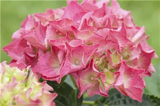 Hydrangea 'Everbloom' - Bauernhortensie 'Everbloom'