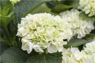 Hydrangea 'Everbloom' - Bauernhortensie 'Everbloom'