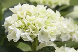 Hydrangea 'Everbloom' - Bauernhortensie 'Everbloom'