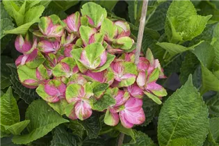 Hydrangea macrophylla 'Magical Greenfire'® - Gartenhortensie 'Magical Greenfire'® Hydrangea macrophylla 'Magical Greenfire'® - Gartenhortensie 'Magical Greenfire'®