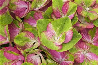 Hydrangea macrophylla 'Magical Greenfire'® - Gartenhortensie 'Magical Greenfire'® Hydrangea macrophylla 'Magical Greenfire'® - Gartenhortensie 'Magical Greenfire'®