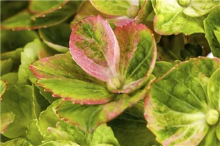 Hydrangea macrophylla 'Magical Greenfire'® - Gartenhortensie 'Magical Greenfire'® Hydrangea macrophylla 'Magical Greenfire'® - Gartenhortensie 'Magical Greenfire'®