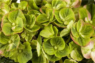 Hydrangea macrophylla 'Magical Greenfire'® - Gartenhortensie 'Magical Greenfire'® Hydrangea macrophylla 'Magical Greenfire'® - Gartenhortensie 'Magical Greenfire'®