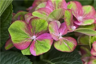 Hydrangea macrophylla 'Magical Greenfire'® - Gartenhortensie 'Magical Greenfire'® Hydrangea macrophylla 'Magical Greenfire'® - Gartenhortensie 'Magical Greenfire'®