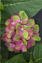 Hydrangea macrophylla 'Magical Greenfire'® - Gartenhortensie 'Magical Greenfire'® Hydrangea macrophylla 'Magical Greenfire'® - Gartenhortensie 'Magical Greenfire'®