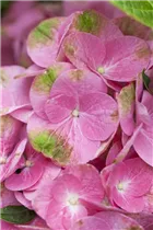 Hydrangea macrophylla 'Magical Greenfire'® - Gartenhortensie 'Magical Greenfire'® Hydrangea macrophylla 'Magical Greenfire'® - Gartenhortensie 'Magical Greenfire'®