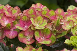 Hydrangea macrophylla 'Magical Greenfire'® - Gartenhortensie 'Magical Greenfire'® Hydrangea macrophylla 'Magical Greenfire'® - Gartenhortensie 'Magical Greenfire'®
