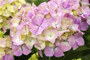 Hydrangea macrophylla 'Magical Harmony'®(s) - Gartenhortensie 'Magical Harmony'®