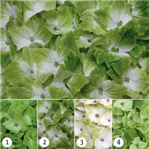 Hydrangea macrophylla 'Magical Noblesse'® - Gartenhortensie 'Magical Noblesse'® Hydrangea macrophylla 'Magical Noblesse'® - Gartenhortensie 'Magical Noblesse'®