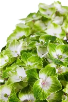 Hydrangea macrophylla 'Magical Noblesse'® - Gartenhortensie 'Magical Noblesse'® Hydrangea macrophylla 'Magical Noblesse'® - Gartenhortensie 'Magical Noblesse'®