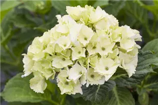 Hydrangea macrophylla 'Magical Noblesse'® - Gartenhortensie 'Magical Noblesse'® Hydrangea macrophylla 'Magical Noblesse'® - Gartenhortensie 'Magical Noblesse'®