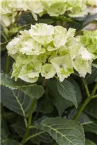 Hydrangea macrophylla 'Magical Noblesse'® - Gartenhortensie 'Magical Noblesse'® Hydrangea macrophylla 'Magical Noblesse'® - Gartenhortensie 'Magical Noblesse'®